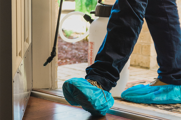 Pest control technician in shoe covers stepping onto a hardwood floor